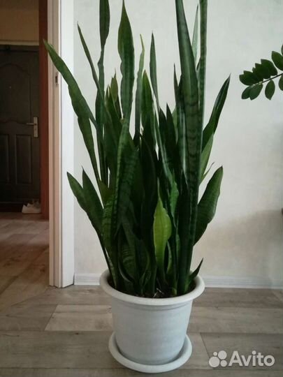 Сансевиерия