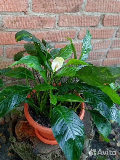 Спатифиллум