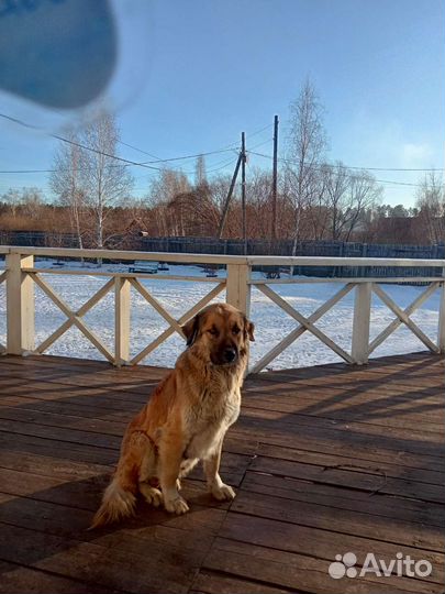 Отдам в добрые руки щенков