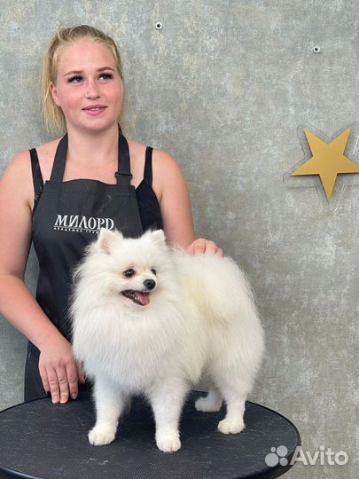 Услуги грумера