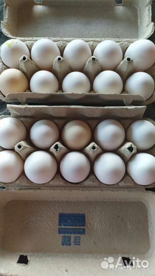 Домашнее яйцо