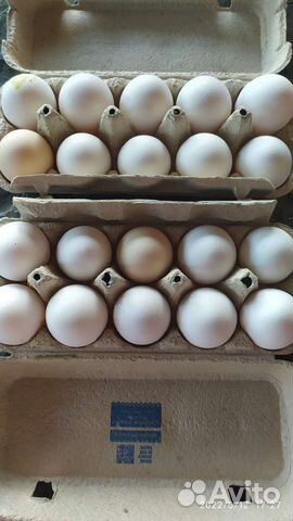 Домашнее яйцо