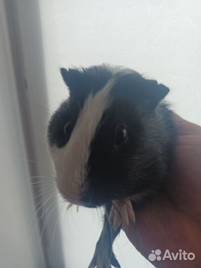 Морская свинка