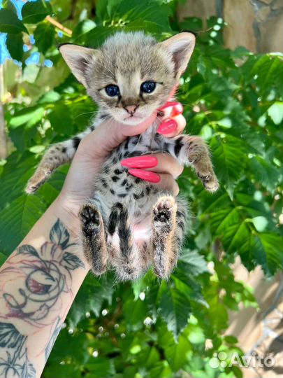 Саванна ф1 девочка