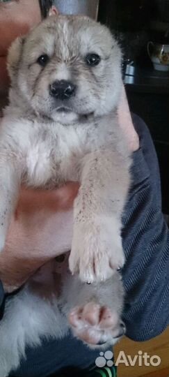 Передержка собак и кошек в домашних условиях