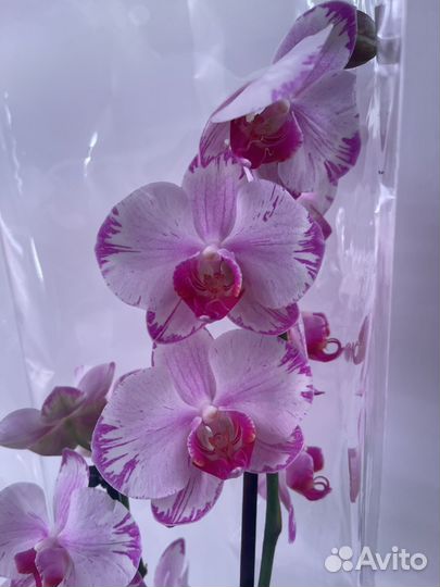 Орхидея фаленопсис в асс