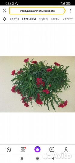 Гвоздика ампельная