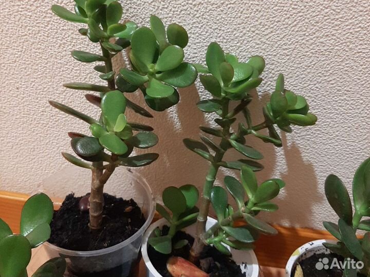 Денежное дерево