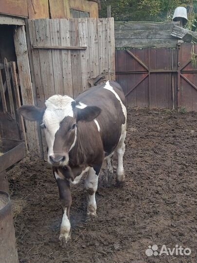 Продаються коровы