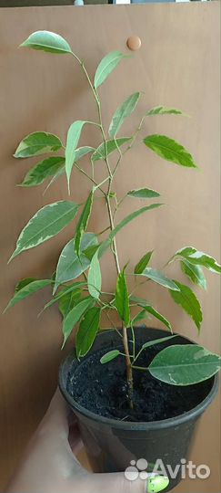 Фикус бенджамина