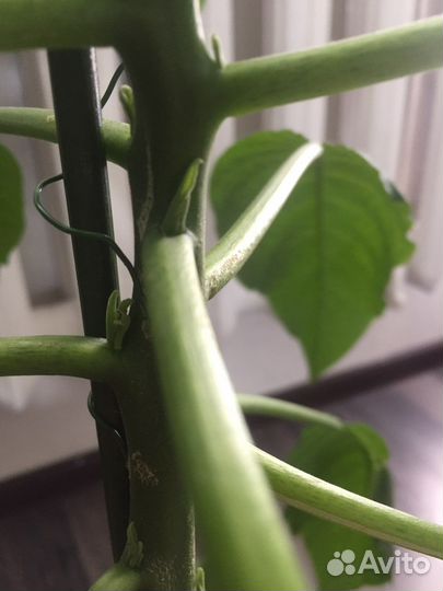 Авокадо,растение