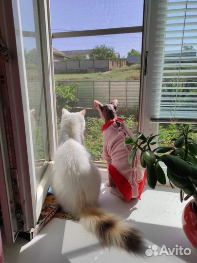 Найти кошечку