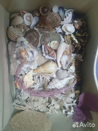 Морские ракушки раковины