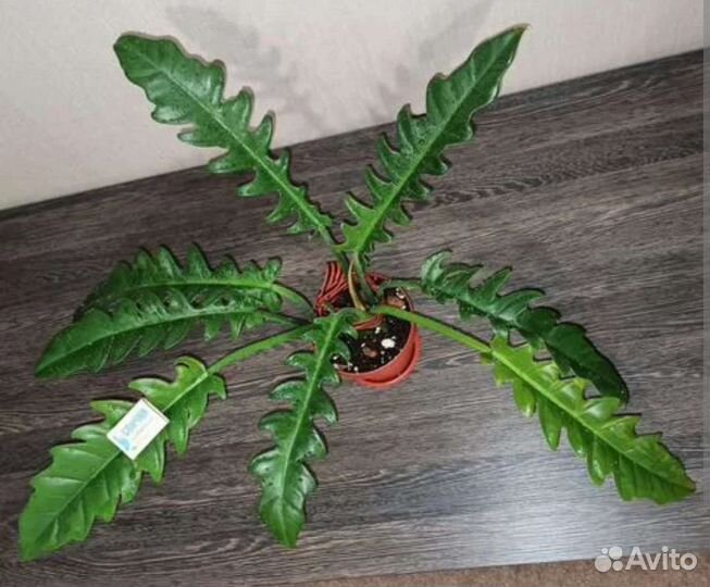 Филодендроны. Эсхинантус жар птица