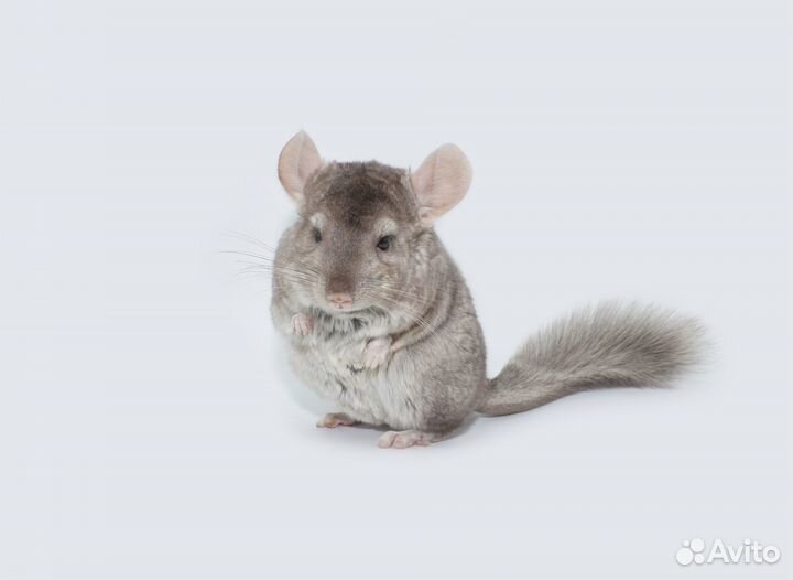 Шиншиллы молодые. Большой выбор