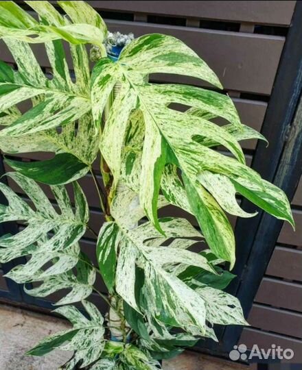 Эпипремнум пинатум вайт марбл вар