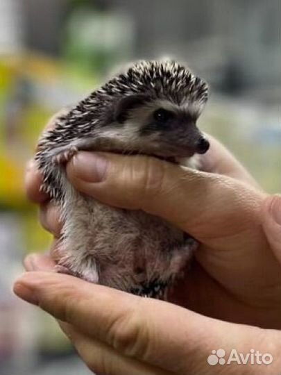 Карликовый африканский ежик