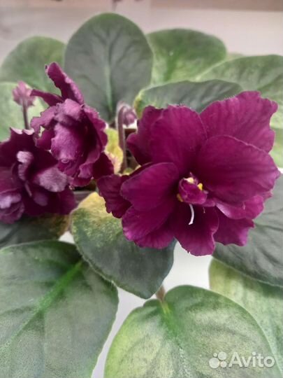 Продажа деток сортовых фиалок