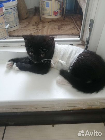 Котёнок