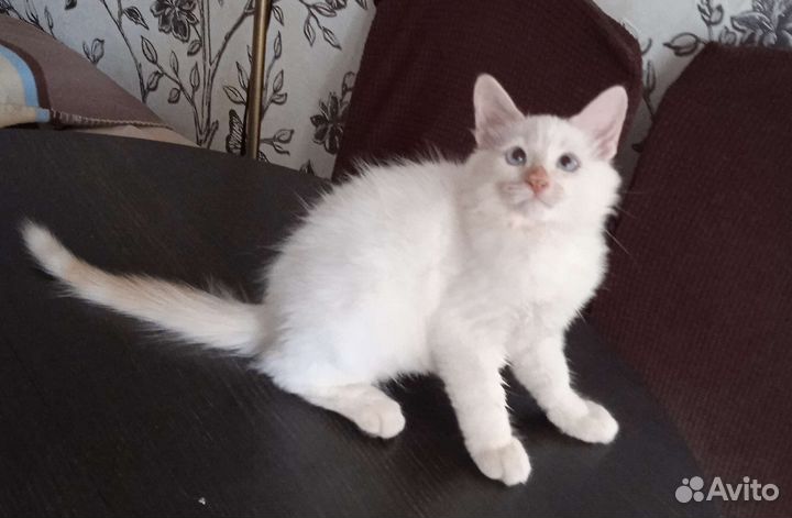 Сибирские котята