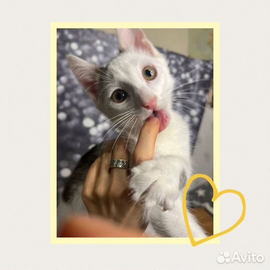 Дай Джим на счастье лапу мне, котенок в дар