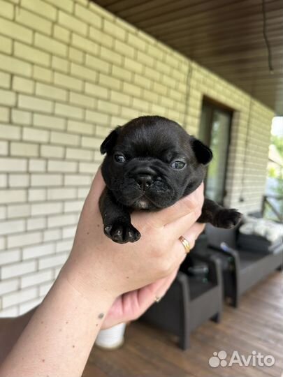 Французский бульдог щенки