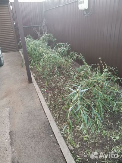 Саженцы ивы плакучей