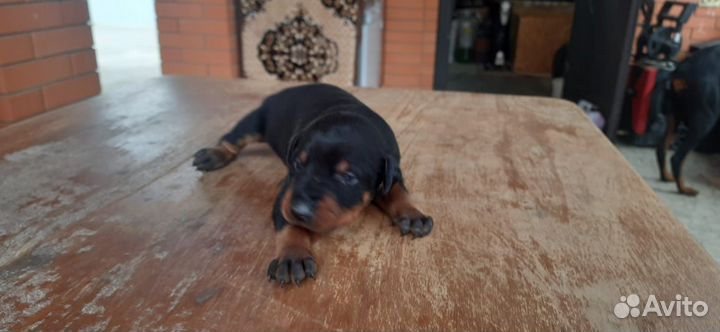 Щенки добермана