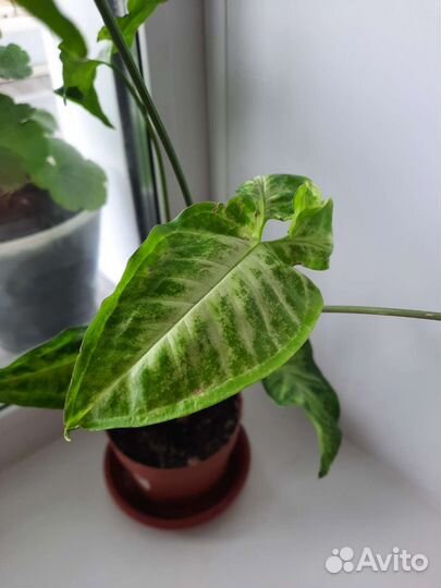 Сингониум ушковидный