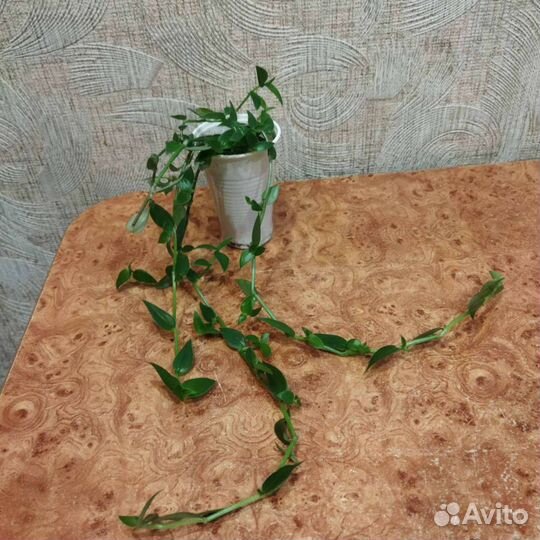 Традесканция