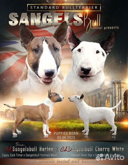 Высокопородные щенки бультерьера