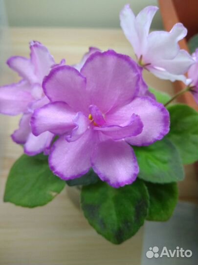 Миниатюрная фиалка Rob's Zipper Zapper