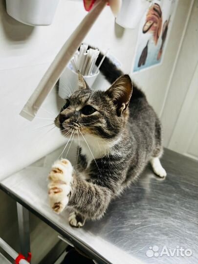 Котик в добрые руки