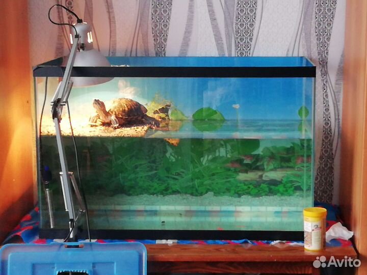 Черепаха с аквариумом