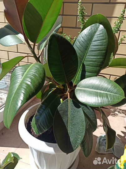 Цветы крупномеры