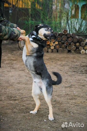 Джек ищет дом и добрых хозяев