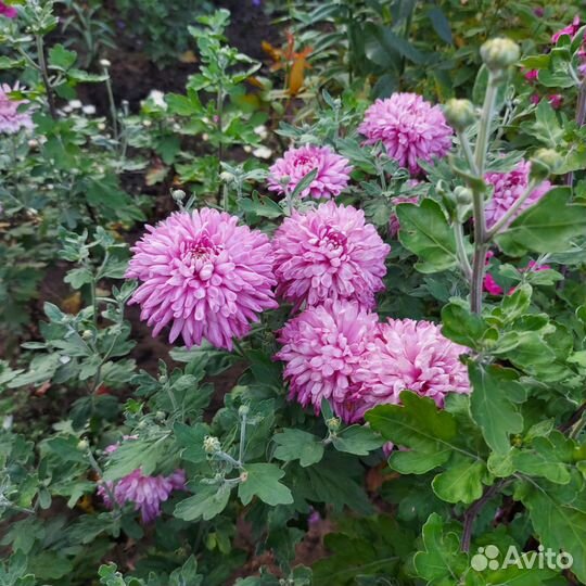 Черенки хризантемы