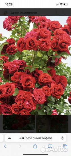 Роза плетистая Симпатия