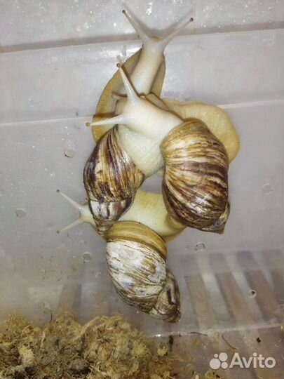 Улитки Ахатины Альбино