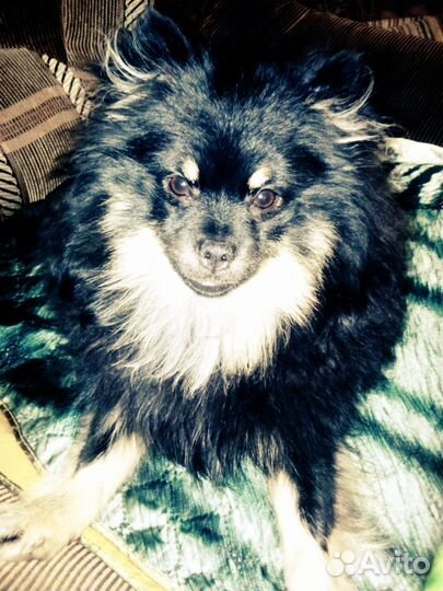 Померанский шпиц вязка