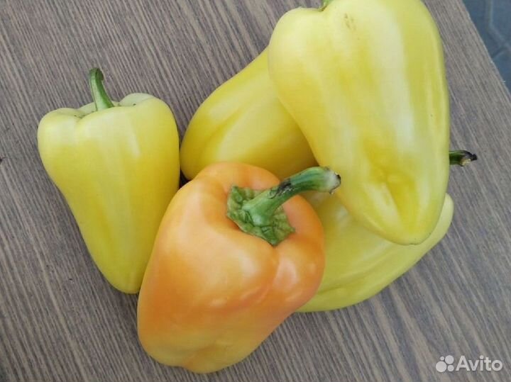 Перец болгарский