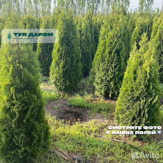 Туя смарагд брабант в наличии и под заказ
