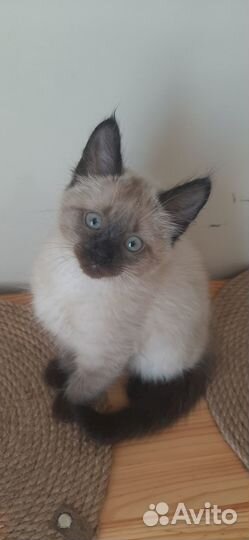 Котенок метис