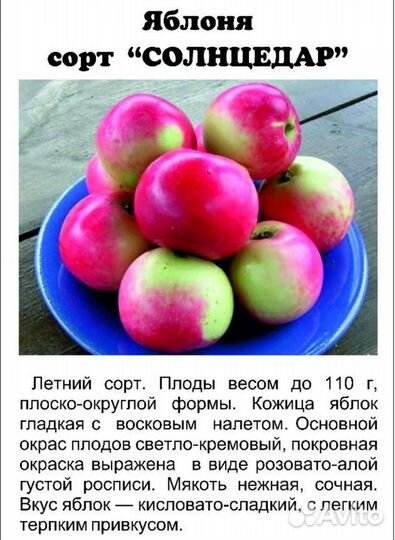 Саженцы яблони