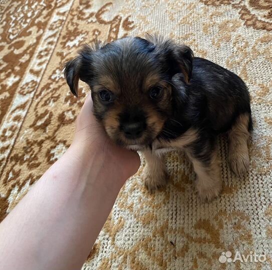Йоркширский терьер мини щенки
