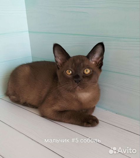 Бурманские котята клубные