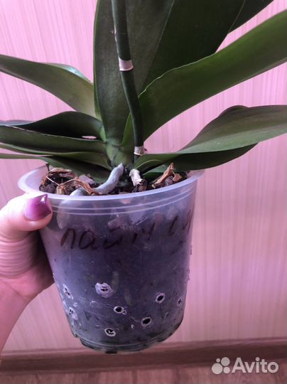 Орхидея фаленопсис