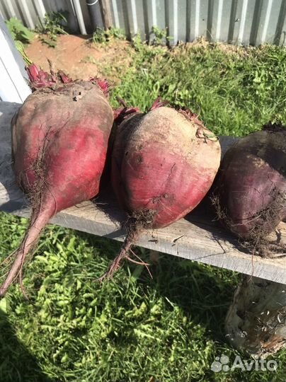 Свёкла свежый урожай