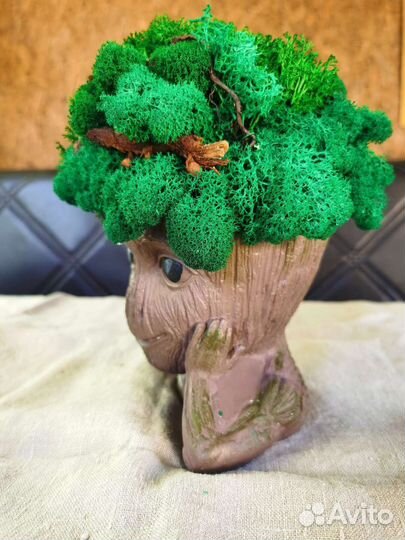 Стабилизированный мох в кашпо, грут