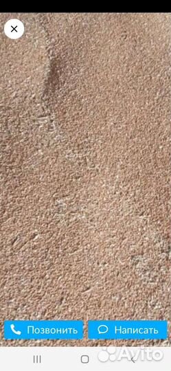 Пшеница, урожай 2023 года